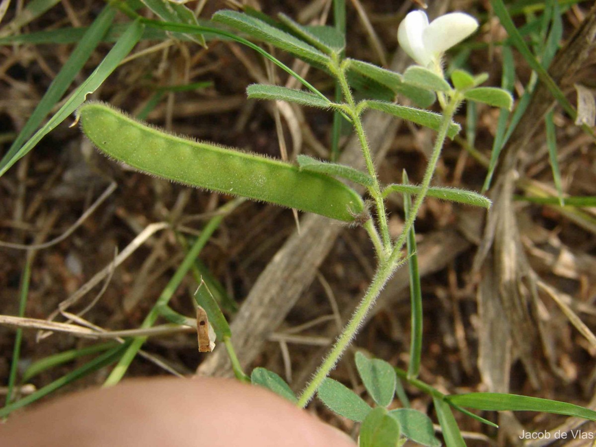 Tephrosia pumila (Lam.) Pers.